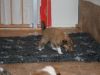 2014-08-19 B-Wurf - 03