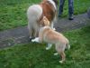 2014-11-02-Besuch-Balou-5