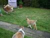 2014-11-02-Besuch-Balou-7