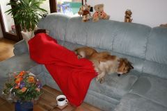 2008-02-10 - Rüdelmüdigkeit