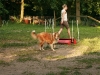 2008-06-02 - HS Bruns, Agility