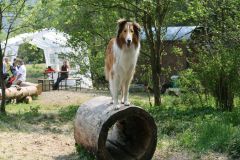 2009-05-02 - Hundewald