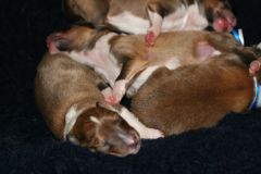 2009-11-28 - A-Wurf, 1.Tag