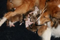 2009-11-29 - A-Wurf, 3.Tag