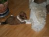 2009-12-30 - A-Wurf & Gini, 34.Tag - 38