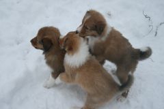 2010-01-02 - A-Wurf, 37.Tag