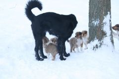 2010-01-04 - A-Wurf Gini & Belana, 39.Tag