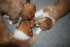 2010-01-06 - A-Wurf, 41. Tag