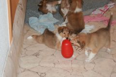 2010-01-09 - A-Wurf, 44.Tag