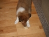 2010-01-09 - A-Wurf, 44.Tag - 45