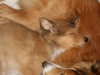 2010-02-04 - A-Wurf 9.Woche - 19