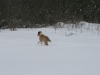 2010-02-14 Schneespaziergang - 17