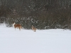 2010-02-14 Schneespaziergang - 19