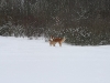 2010-02-14 Schneespaziergang - 21