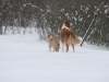 2010-02-14 Schneespaziergang - 22