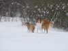 2010-02-14 Schneespaziergang - 24