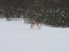 2010-02-14 Schneespaziergang - 25