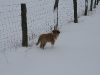 2010-02-14 Schneespaziergang - 47