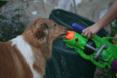 2010-06-05 Grillen Evern