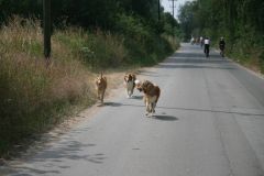 2010-07-04 Schwimmen