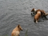 2010-07-04  Schwimmen - 47
