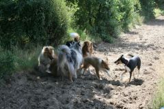 2010-07-25 Colliespaziergang Bult