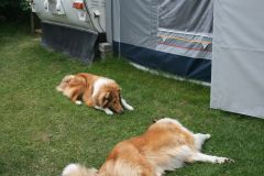 2010-08-03 Klein Waabs