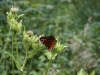 2010-08-14 Fox-Lions treffen - 66