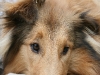 2010-08-14 Fox-Lions treffen - 105