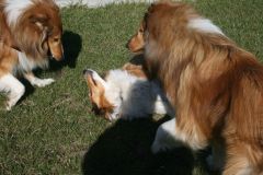 2011-03-19 Pensionsgast Abu