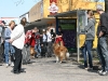 2011-04-02 Anouk BH-Prüfung - 60