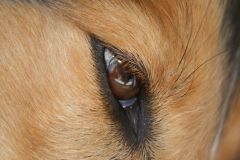 2011-05-07 Pensionsgäste