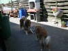 2011-06-02-schnappschusse-34