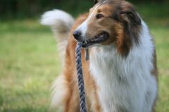 2011-08-26 Seminar Obedience Pur - Grace