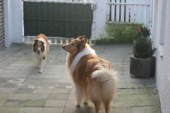 2012-02-04 Hochzeit El-Lobo