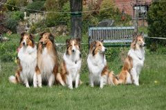 2012-04-24 Collies vom weiten Blick