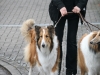 2012-04-24 Collies vom weiten Blick - 1