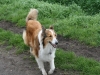 2012-04-24 Collies vom weiten Blick - 10