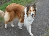 2012-04-24 Collies vom weiten Blick - 11