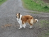 2012-04-24 Collies vom weiten Blick - 12