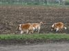 2012-04-24 Collies vom weiten Blick - 13