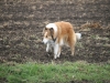 2012-04-24 Collies vom weiten Blick - 14