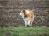 2012-04-24 Collies vom weiten Blick - 15