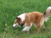 2012-04-24 Collies vom weiten Blick - 16