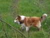 2012-04-24 Collies vom weiten Blick - 17