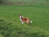 2012-04-24 Collies vom weiten Blick - 18