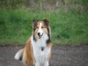 2012-04-24 Collies vom weiten Blick - 19