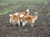 2012-04-24 Collies vom weiten Blick - 2