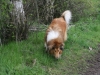 2012-04-24 Collies vom weiten Blick - 20