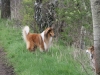 2012-04-24 Collies vom weiten Blick - 21